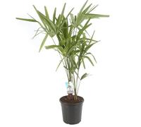 Palmier Chanvre Trachycarpus Fortunei 60/70 cm Pot 24cm - Plante En Pot - Floraison Mai à Juin Exposition - Hauteur 60/70 Cm - Exposition Soleil Sol
