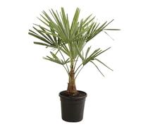 Palmier Chanvre Trachycarpus Fortunei 90/100 cm Pot 10l - Plante En Pot - Floraison Mai à Juin Exposition - Exposition Soleil ou Mi-ombre Sol