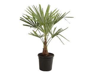 Palmier Chanvre Trachycarpus Fortunei 90/100 cm Pot 10l - Plante En Pot - Floraison Mai à Juin Exposition - Exposition Soleil ou Mi-ombre Sol