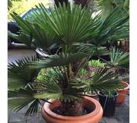 Palmier chusan 10 l tronc 15-25 cm 60-80 cm