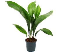 Palmier cordonnier - Aspidistra elatior - plante d'intérieur - pot 15cm