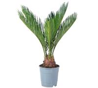 Palmier cycas 6+ frondes - plante d'intérieur facile d'entretien, Cycas revoluta - Hauteur environ 25 cm, Diamètre du pot 12 cm