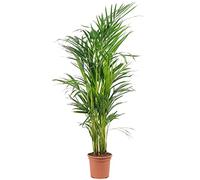 Palmier d'arec - plante d'intérieur facile d'entretien, Areca Dypsis lutescens - hauteur env. 85 cm, pot-Ø 17 cm