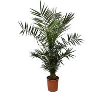 Palmier dattier des Canaries - 130cm- ø20