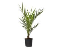 Palmier Dattier des Canaries - Phoenix canariensis - Hauteur 50-60cm - d15cm