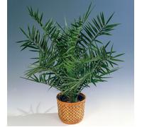 Palmier dattier des canaries | Phoenix Canariensis | Plante exotique d'extérieur Pot 15 cm