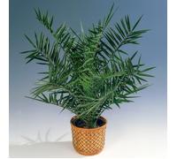 Palmier dattier des canaries Phoenix Canariensis Plante exotique d'extérieur Pot 15 cm