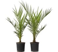 Palmier Dattier des Canaries - Set de 2 - Phoenix - Hauteur 50-60cm - ⌀15cm