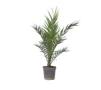 Palmier Dattier nain - Phoenix canariensis - Hauteur 80-100cm - d19cm