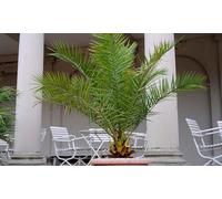 Phoenix Canariensis - Palmier dattier des Canaries - Palmier - Rustique - ⌀19 cm - 80-100 cm