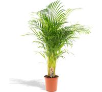Palmier de Bétel Palmier d'Areca - Plante d'intérieur Ø24cm - 130cm de haut - Palmier à fruits d'or purificateur d'air
