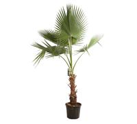 Palmier de Californie ? Washingtonia robusta 120/140cm