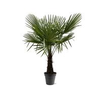 Palmier de chanvre chinois Trachycarpus fortunei 30cm pot 160-180cm de haut