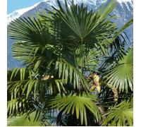 Palmier de Chine, Trachycarpus