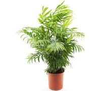 Palmier de montagne 60 cm Chamaedorea elegans - Plante d'intérieur facile d'entretien pour la maison, purifiant l'air & décorative - Idéal pour le salon & le bureau