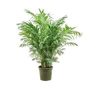 Palmier de montagne 80-100 cm Chamaedorea elegans Plante d'intérieur - Purifie l'air, facile d'entretien & décoratif pour ta maison