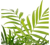 Palmier de montagne Chamaedorea - Plante d'intérieur tropicale, facile d'entretien, hauteur 30 cm, pot Ø 12 cm