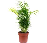 Palmier de montagne Chamaedorea - Plante d'intérieur tropicale, facile d'entretien, hauteur 65 cm, pot-Ø 17 cm