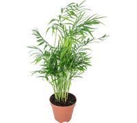 Palmier de montagne - plante d'intérieur facile d'entretien, Chamaedorea elegans - hauteur env. 35 cm, pot-Ø 12 cm