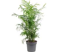 Palmier de montagne - plante d'intérieur facile d'entretien, Chamaedorea elegans - hauteur env. 70 cm, pot-Ø 17 cm