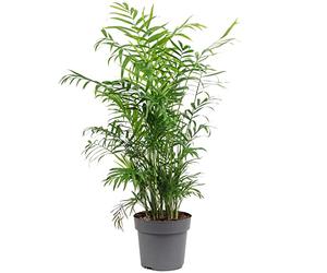 Palmier de montagne - plante d'intérieur facile d'entretien, Chamaedorea elegans - hauteur env. 70 cm, pot-Ø 17 cm