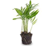 Palmier de salon - Chamaedorea elegans 'baby' - Plante d'intérieur - Plante de terrarium - Ø6 cm - Facile à entretenir & purifiant l'air - Endroit clair sans soleil direct