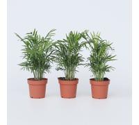 Palmier de salon - Set de 3 - Chamaedorea elegans - Hauteur 30-40cm - ⌀12cm