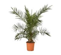 Palmier Des Canaries Phoenix Canariensis 100/120cm Pot 5l - Plante En Pot - Floraison Été Exposition - Exposition Soleil Sol