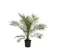 Palmier Des Canaries Phoenix Canariensis 120 cm Pot 10l - Plante En Pot - Floraison Été Exposition - Hauteur 120 Cm - Exposition Soleil Sol