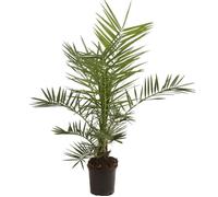 Palmier des Canaries ? Phoenix canariensis 80/100cm Pot 3L