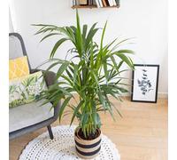 Palmier d'intérieur + cache-pot