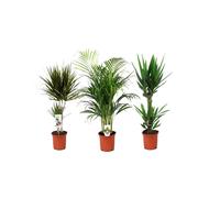 Palmier dintérieur xl - 3