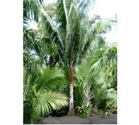 Palmier Dypsis malcomberi - Lot de 50 graines - Exposition Soleil - Utilisation Bac et pot - Coloris Vert