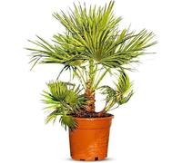 Palmier Européen en Éventail - Plant - Arbre à Feuillage Persistant - Palmier - 80 cm de Hauteur avec Pot - Arbre - Buisson