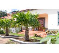 Palmier éventail chinois Trachycarpus Fortunei 80-100 cm