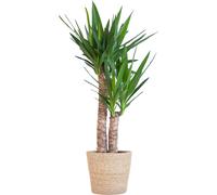 Palmier géant avec panier Sofia nature - 90cm - Ø21