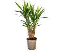 Palmier géant - Yucca Elephantipes - Plante d'intérieur - Ø21 cm - Hauteur 60-70 cm - Plante verte robuste & facile d'entretien pour un intérieur moderne