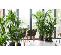 Palmier Kentia d intérieur : 1