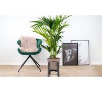 Palmier Kentia d intérieur purificateur d air : x2