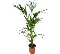 Palmier Kentia - Howea forsteriana - Plante d'intérieur - 160cm - ø24cm