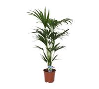 Palmier Kentia Howea forsteriana - plante d'intérieur - Ø21cm - 120cm de hauteur - palmier tropical d'intérieur - purifie l'air & facile d'entretien
