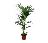 Palmier Kentia (Howea forsteriana) - Plante d'intérieur - Ø22cm - 120 cm de haut - Purifie l'air & Entretien facile