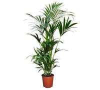 Palmier Kentia - Howea Forsteriana - Pot 18cm - Hauteur 90-100cm