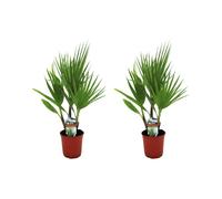 Palmier mexicain washingtonia robusta -2