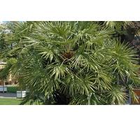 Palmier nain européen rustique Chamaerops Humilis : 60-75 cm / 2 plants