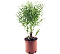 Palmier nain résistant à l'hiver 30-35 cm Chamaerops humilis Une des espèces de palmiers les plus tolérantes au froid en Europe