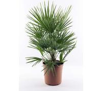 Palmier nain résistant à l'hiver 90-100 cm Chamaerops humilis Une des espèces de palmiers les plus tolérantes au froid en Europe
