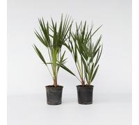 Palmier nain - Set de 2 - Chamaerops humilis - Hauteur 50-60cm - ⌀15cm