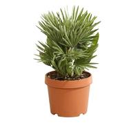 Palmier Nain Siciliana Chamaerops Humilis Siciliana 40 cm Pot 22cm - Plante En Pot - Floraison Mai à Juin Exposition - Hauteur 40 Cm - Exposition Soleil Sol