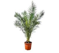 Palmier - Phoenix Canariensis - 140-160 centimètres - Palmier Dattier